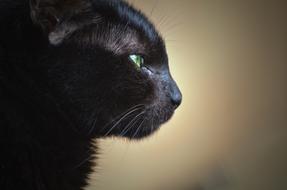 Cat Portrait Cute
