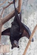 Bat Flying Fox Creature Of The night