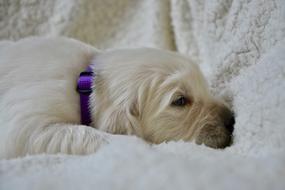 little dog asleep