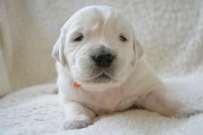 Golden Retriever Puppy Pup