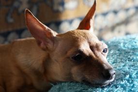 Animals Mammals Dog