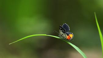 Butterfly Sitting Grass
