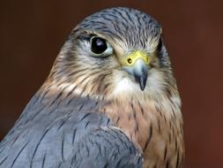 Raptor Eagle Bird