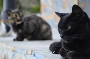 Cat Animals Charming