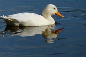 White Duck Ditch Waterfront