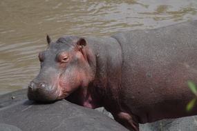 Hippopotamus Mammal Animal