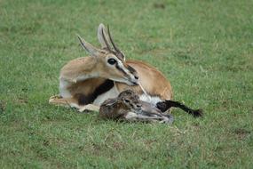 Mammal Wildlife Animal