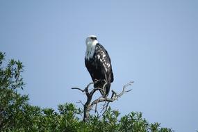 Bird Wildlife Nature