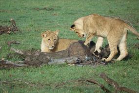 Wildlife Mammal Nature