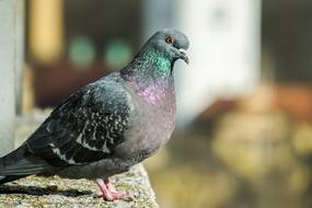 Bird Nature Animal