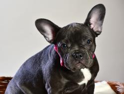 French Bulldog Blue Dog Animal