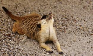 Meerkat Animal Nature