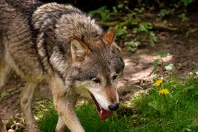 Wolf Wild Animal Beautiful