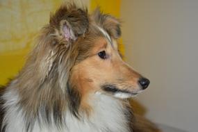 Dog Bitch Nayana Shetland Sheepdog