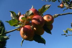 juicy delicious apples in the orchard on a branch