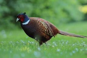 Pheasant Bird Plumage