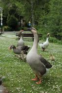 gray duck on the grass