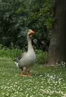 Grey big goose on the grass