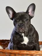 French Bulldog Dog Animal