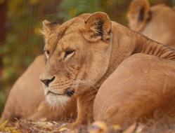 wild lions in the zoo