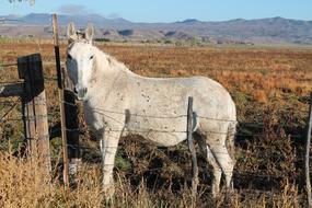 white horse in a field by the fence