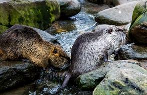 nutria on the pond