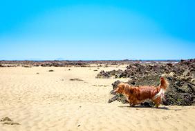 Dog Dachshund Animal