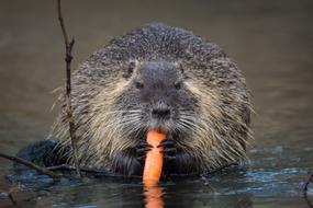 Nutria Rodent Animal World