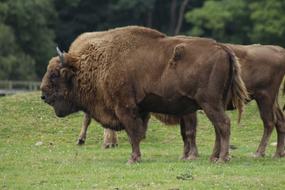 brown cattles on pasture