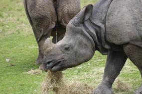 Animal Mammal Wildlife