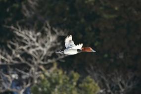 Animal Bird Wild Birds
