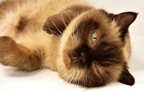 British Shorthair Cat Pet
