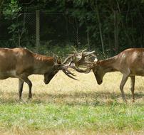 Hirsch Antler Fight