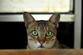 looking into the camera with green eyes