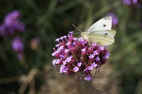 Butterfly White Insect on purple flowers