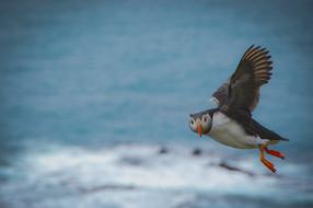 Atlantic Puffin Bird Wild