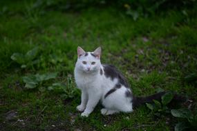 Cat feline Kitten on grass