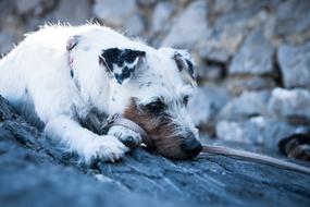 Dog Terrier Parson Russell