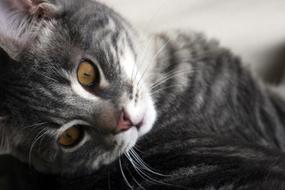 gray cat with beautiful eyes