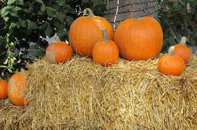 pumpkins decorating the hay
