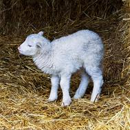 Lamb Sheep Mammal