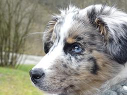 Australian Shepherd Dog Merle
