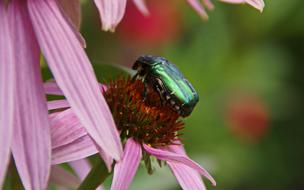 Flora Fauna Flowers