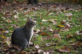 Cat Autumn Colors Fall