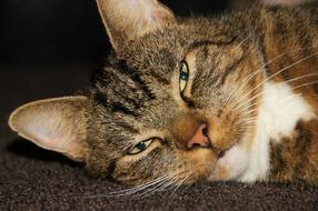 Cat Pet Mieze