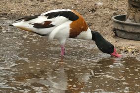Common Waterfowl Halfgans