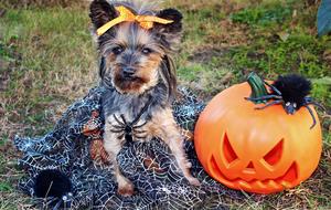 Yorkshire Terrier Dog Halloween