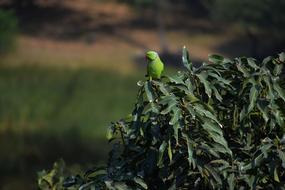 green parrot on a bush