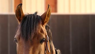 Horse Face Ears