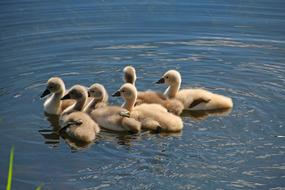 Bird Waters Animal World
